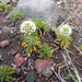 Gamocarpha alpina - Photo 由 Eitel Carlos Thielemann Pinto 所上傳的 (c) Eitel Carlos Thielemann Pinto，保留部份權利CC BY-NC