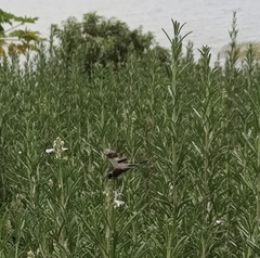 Brachythemis leucosticta