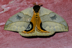 Automeris liberia
