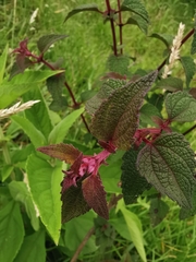 Chromolaena iridolepis