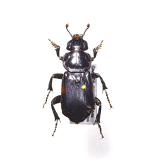 Nicrophorus pustulatus