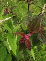 Chromolaena iridolepis