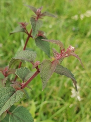 Chromolaena iridolepis