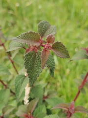 Chromolaena iridolepis