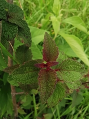 Chromolaena iridolepis