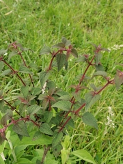 Chromolaena iridolepis