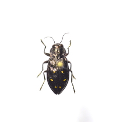 Phaenops