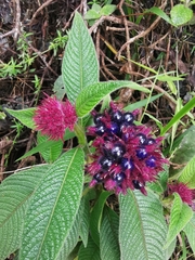 Palicourea erythrocephala