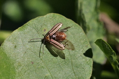 Disonycha bicarinata