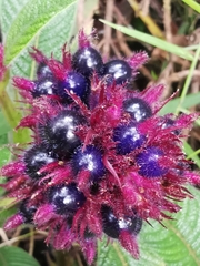 Palicourea erythrocephala
