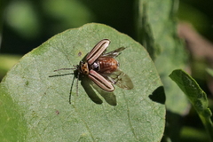 Disonycha bicarinata