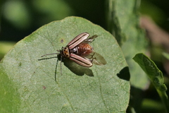 Disonycha bicarinata