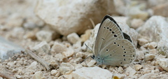 Iolana iolas