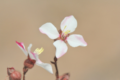 Marcetieae