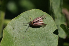 Disonycha bicarinata