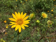 Silphium radula