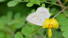 Iolana iolas