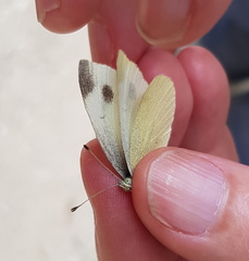 Pieris ergane