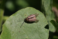 Disonycha bicarinata