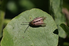 Disonycha bicarinata