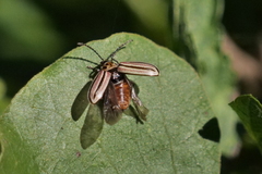 Disonycha bicarinata