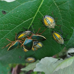 Edessa rufomarginata