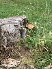 Cerioporus squamosus