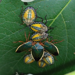 Edessa rufomarginata