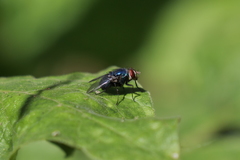 Lucilia eximia