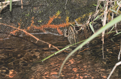 Leptodactylus longirostris