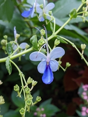Rotheca