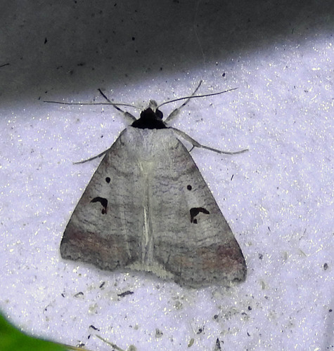 Lygephila pastinum