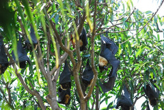 Pteropus conspicillatus