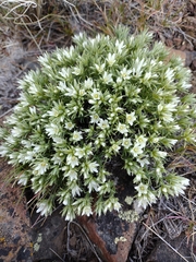 Eremogone franklinii