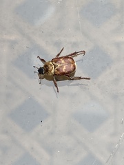 Hoplia trifasciata