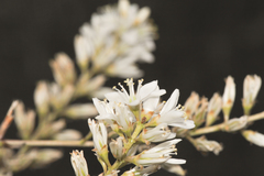 Lindmania guianensis