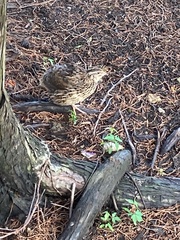 Coturnix japonica