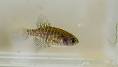 Austrolebias charrua