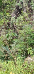 Aralia decaisneana