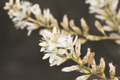 Lindmania guianensis