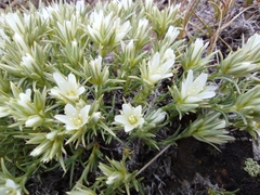 Eremogone franklinii
