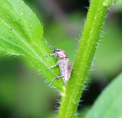 Tanymecus palliatus