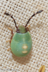 Brachynema