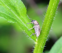 Tanymecus palliatus