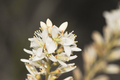 Lindmania guianensis