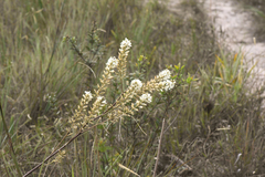 Lindmania guianensis