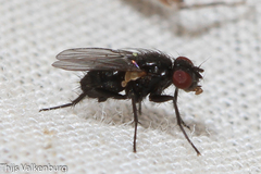 Leucostomatini