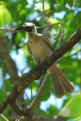 Philemon buceroides