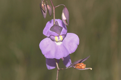 Utricularia humboldtii, photograph (c) Morten Ross, some rights reserved (CC BY)