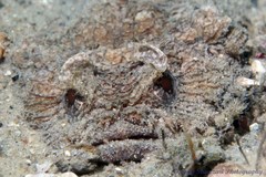 Batrachomoeus dubius